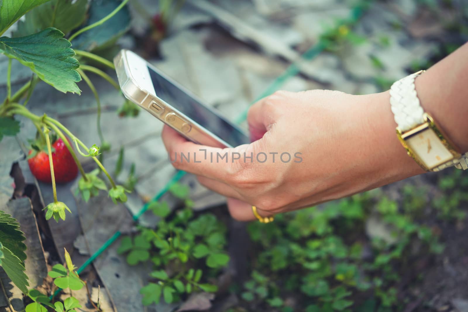 woman using mobile photography fresh strawberry on strawberry farm.