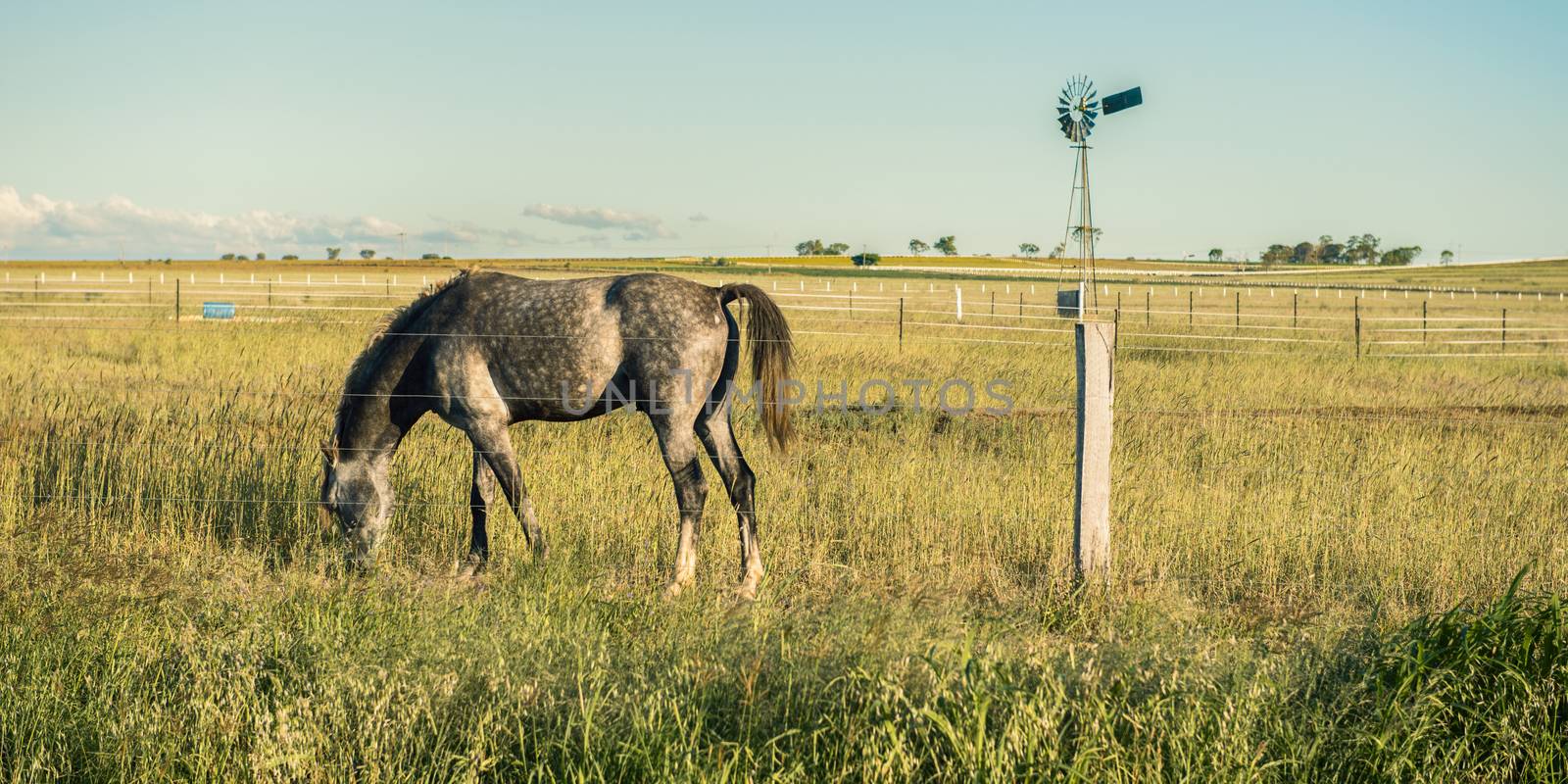 Horse in the countryside in Brisbane, Queensland.