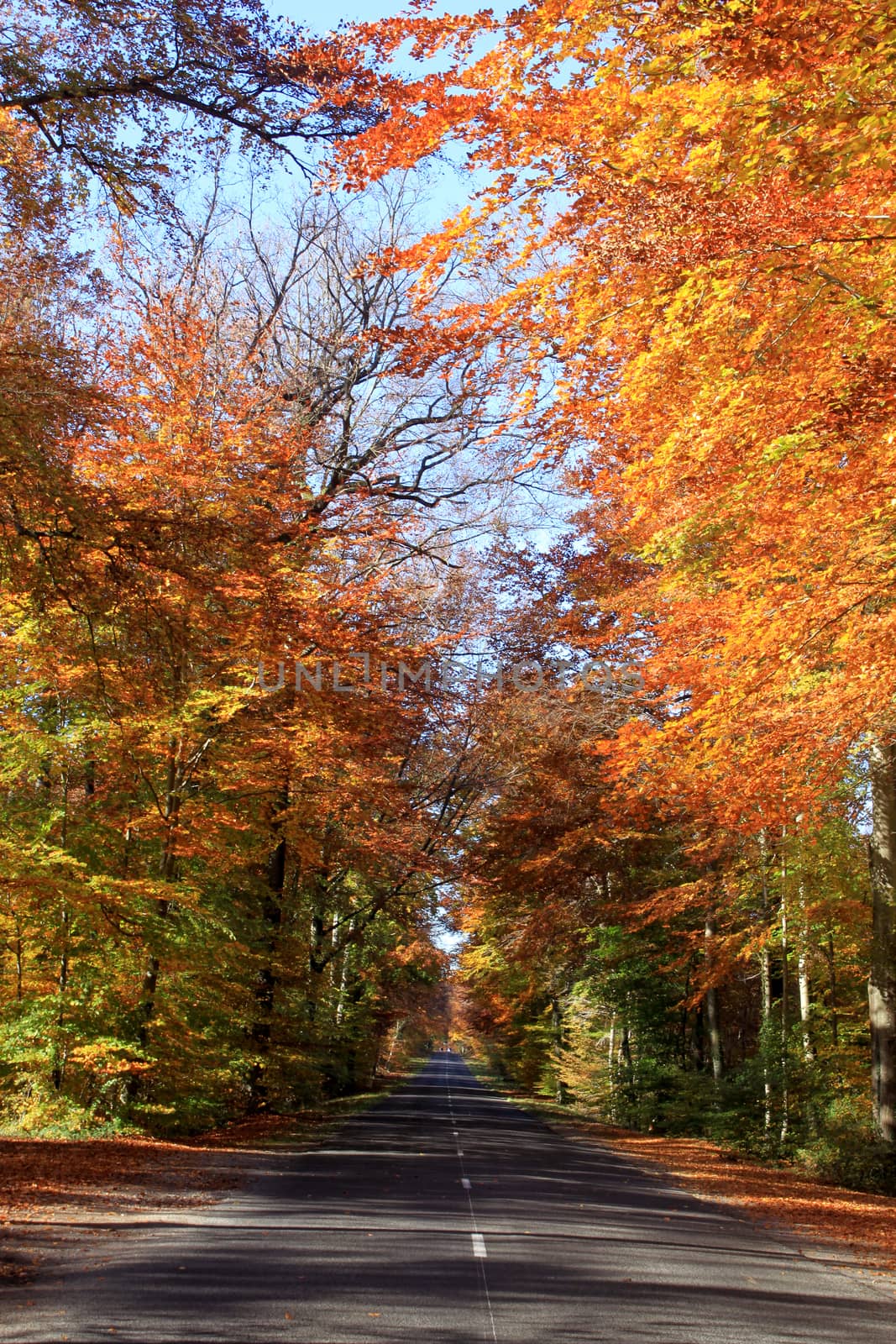An avenue of beech trees fall foliage along a road on a blue sky background