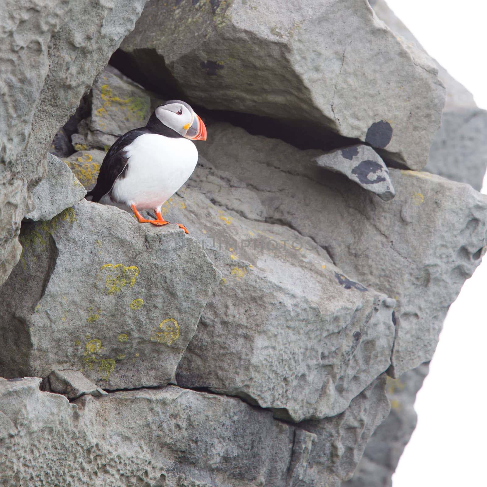 Colorful Puffin isolated in natural environment by michaklootwijk
