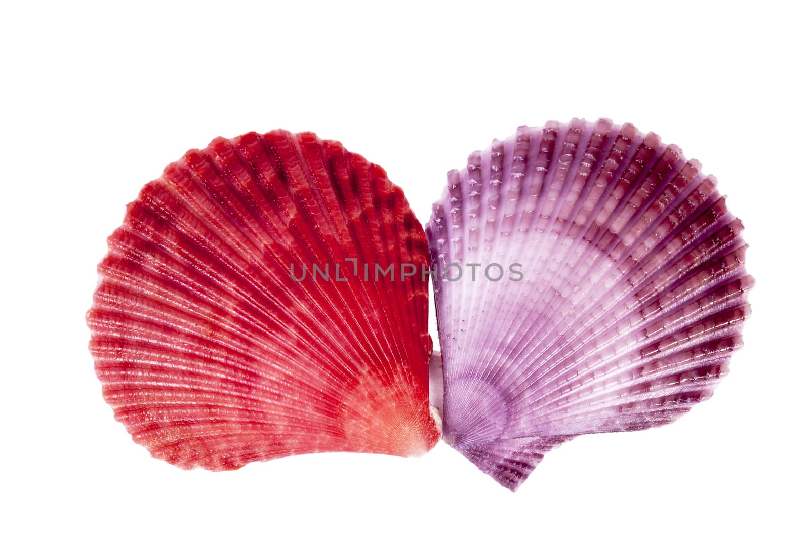Colorful sea shells of mollusk isolated on white background, close up