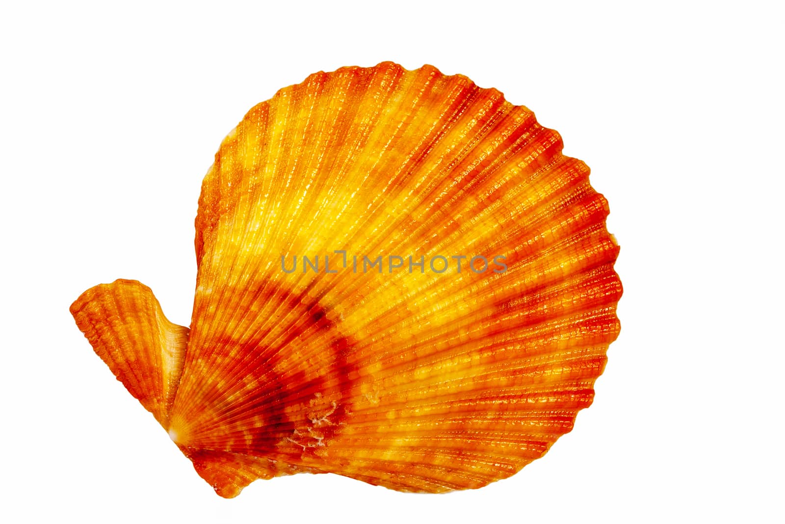 Sea shell of mollusk isolated on white background, close up by mychadre77