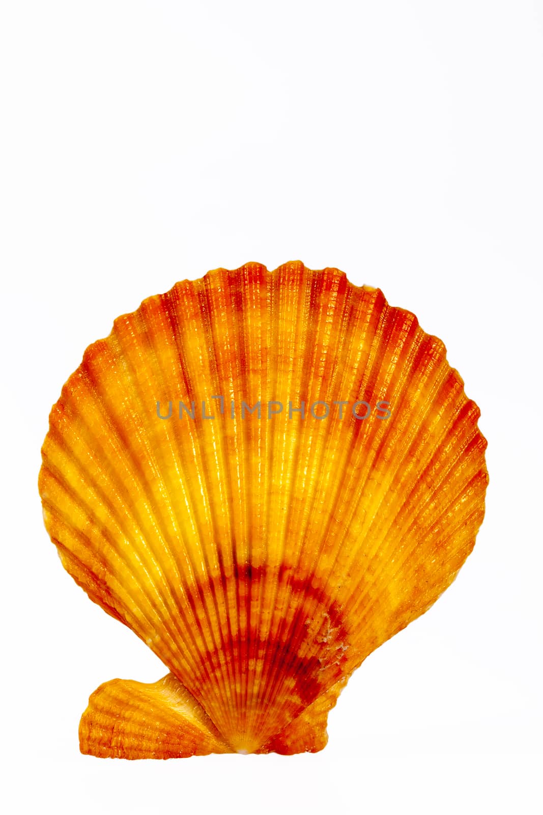 Sea shell of mollusk isolated on white background, close up by mychadre77