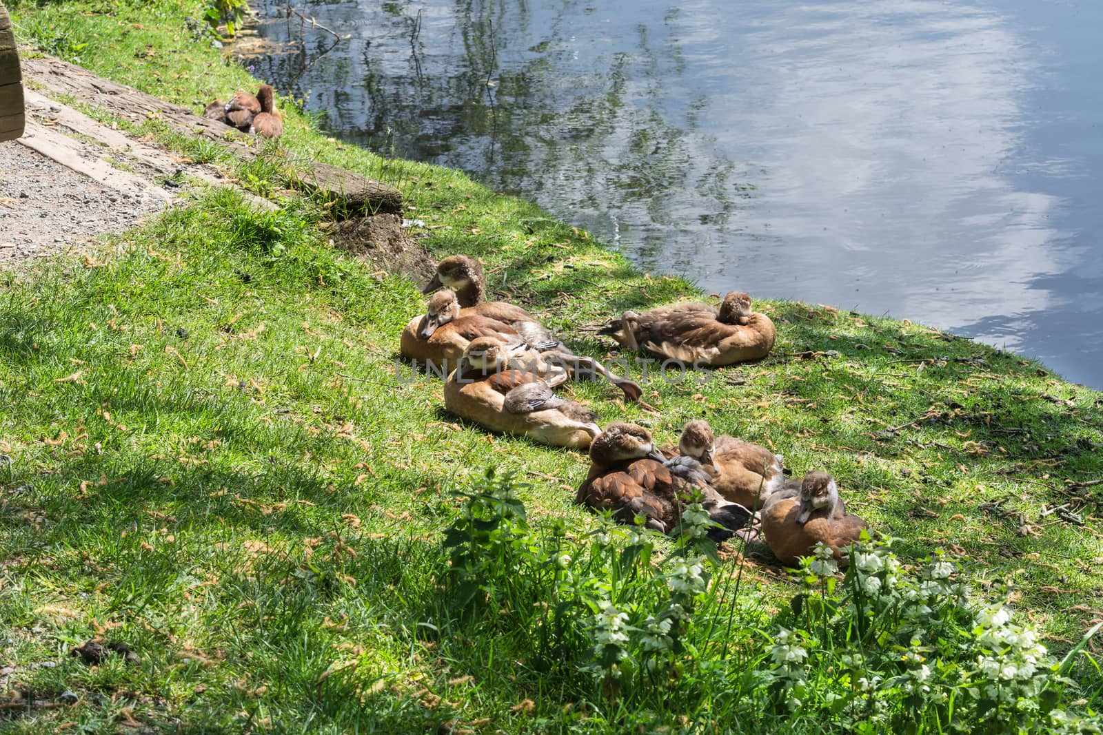 Duck family lying in the grass on the banks of a small lake.