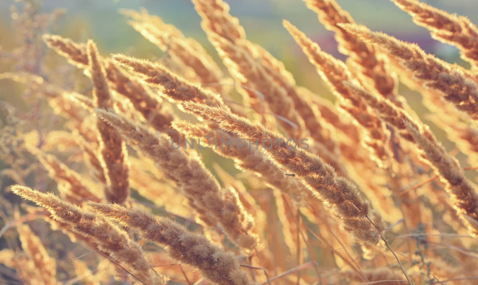 Macro dry reeds on a sunset