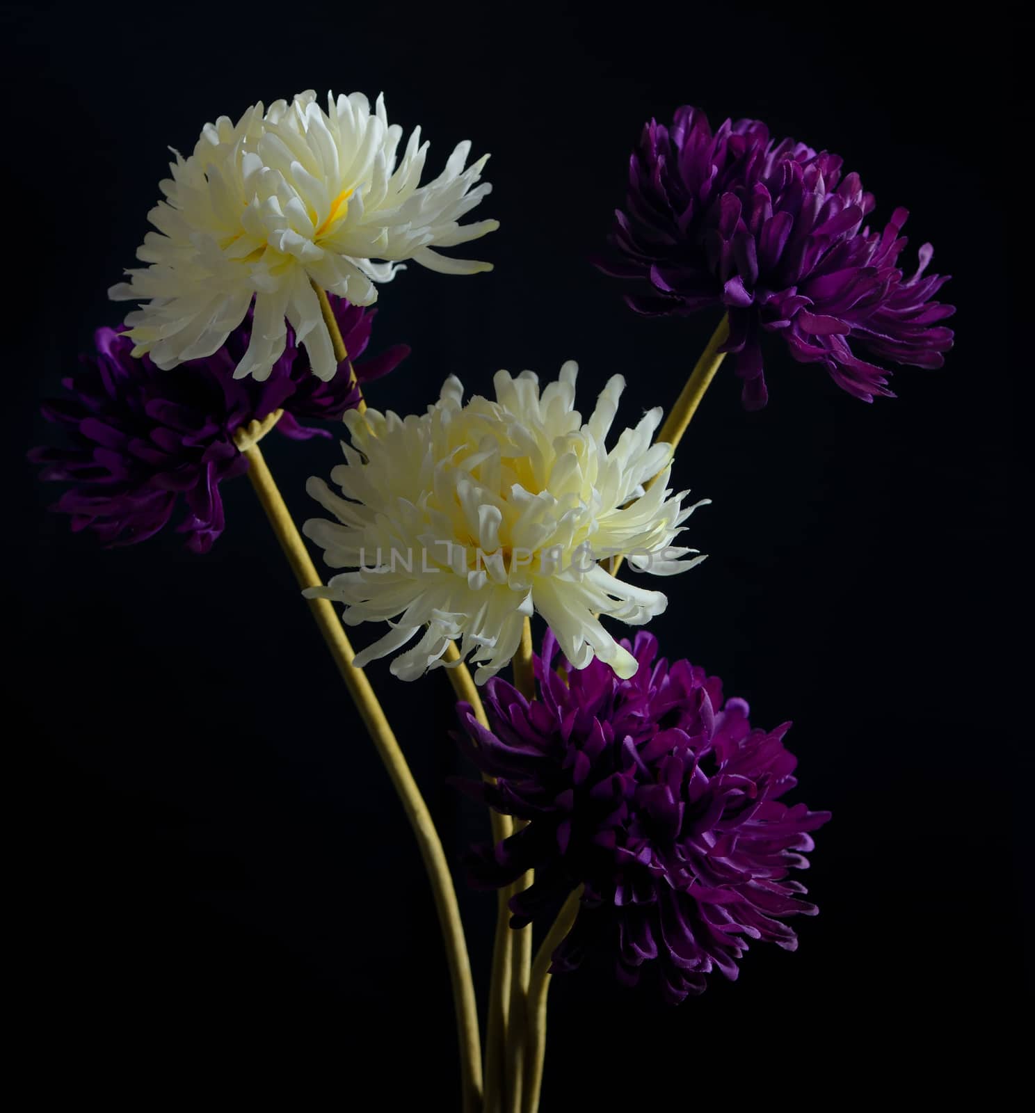 Chrysanthemum flowers in vase on black background