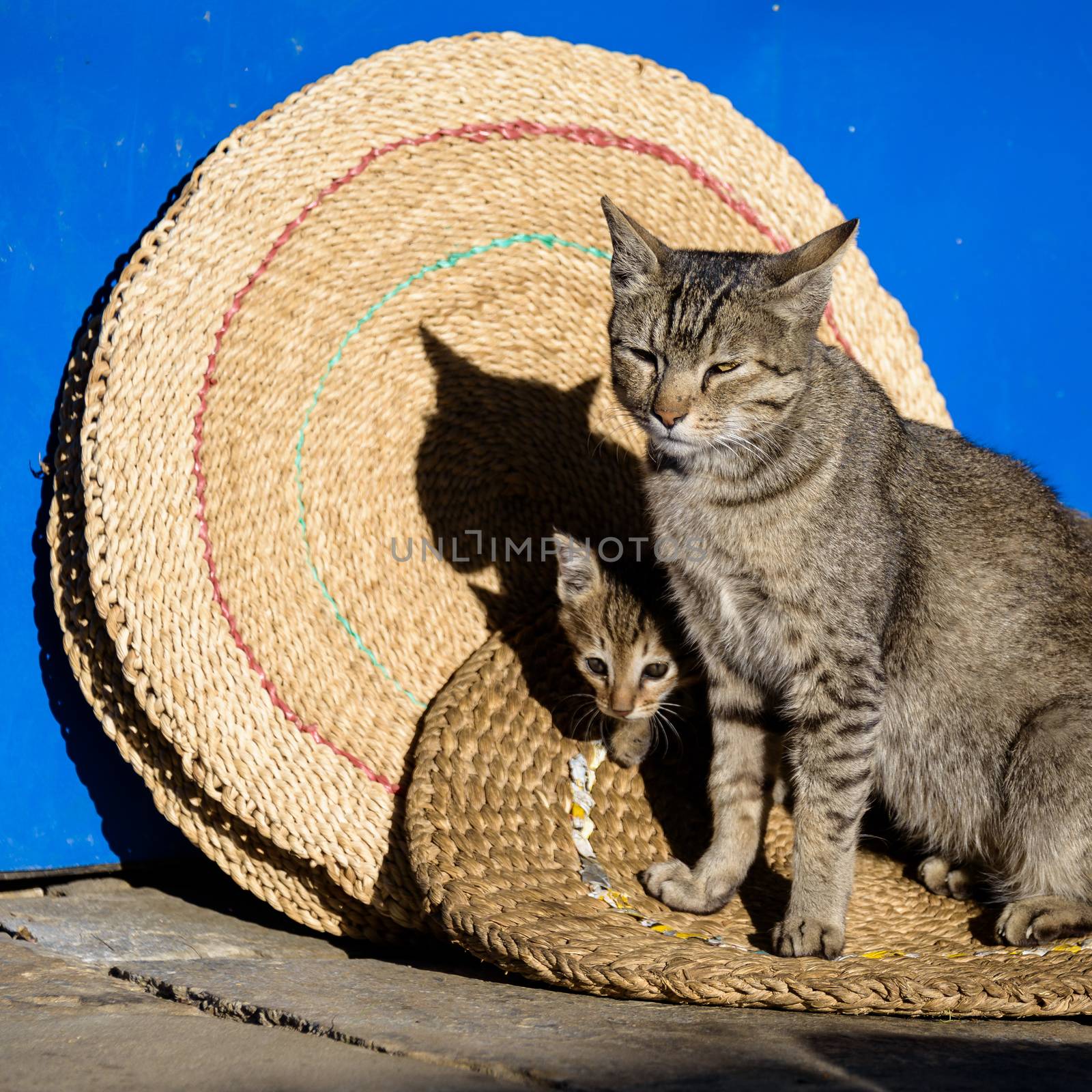 Mother cat and its kitten on round mats