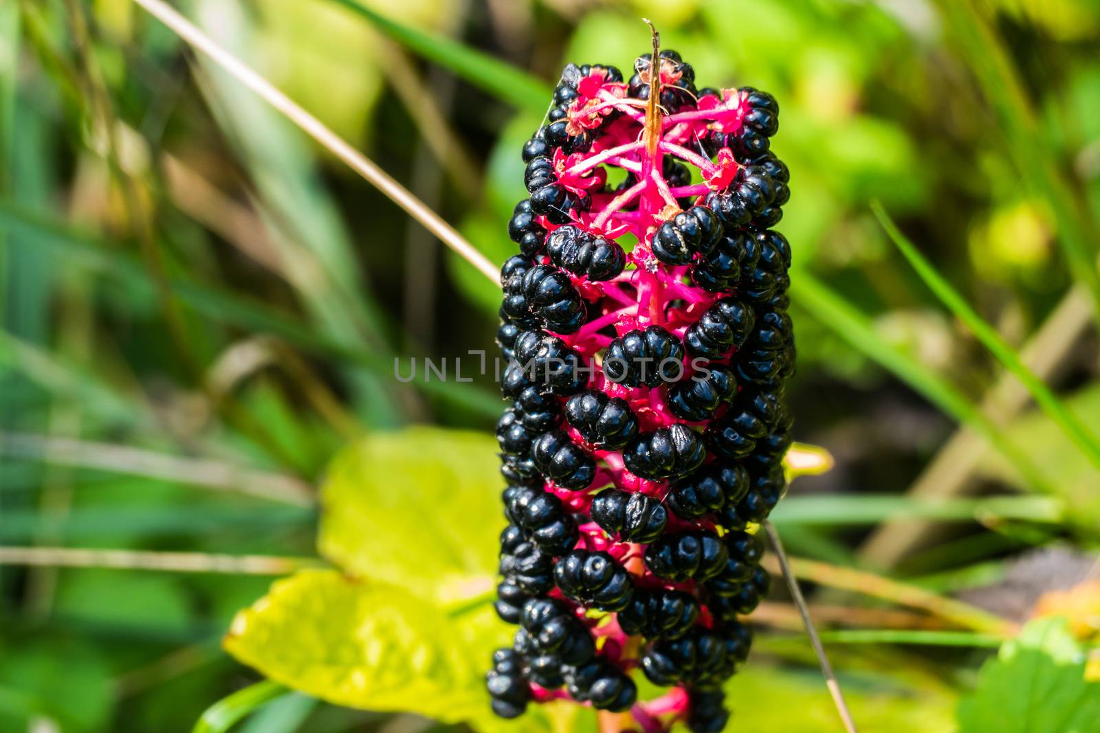 Mysterious flower with black fruits of summer 2016