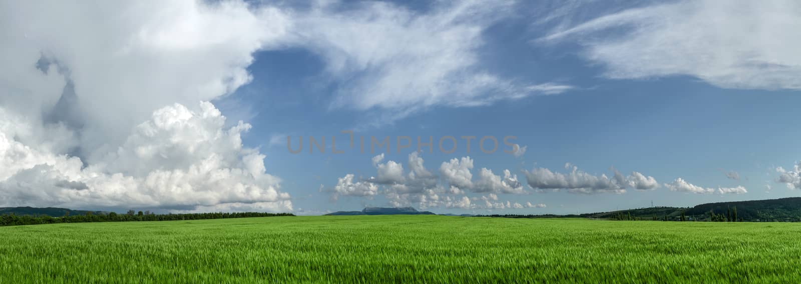 Panorama field of wheat against the blue sky with clouds