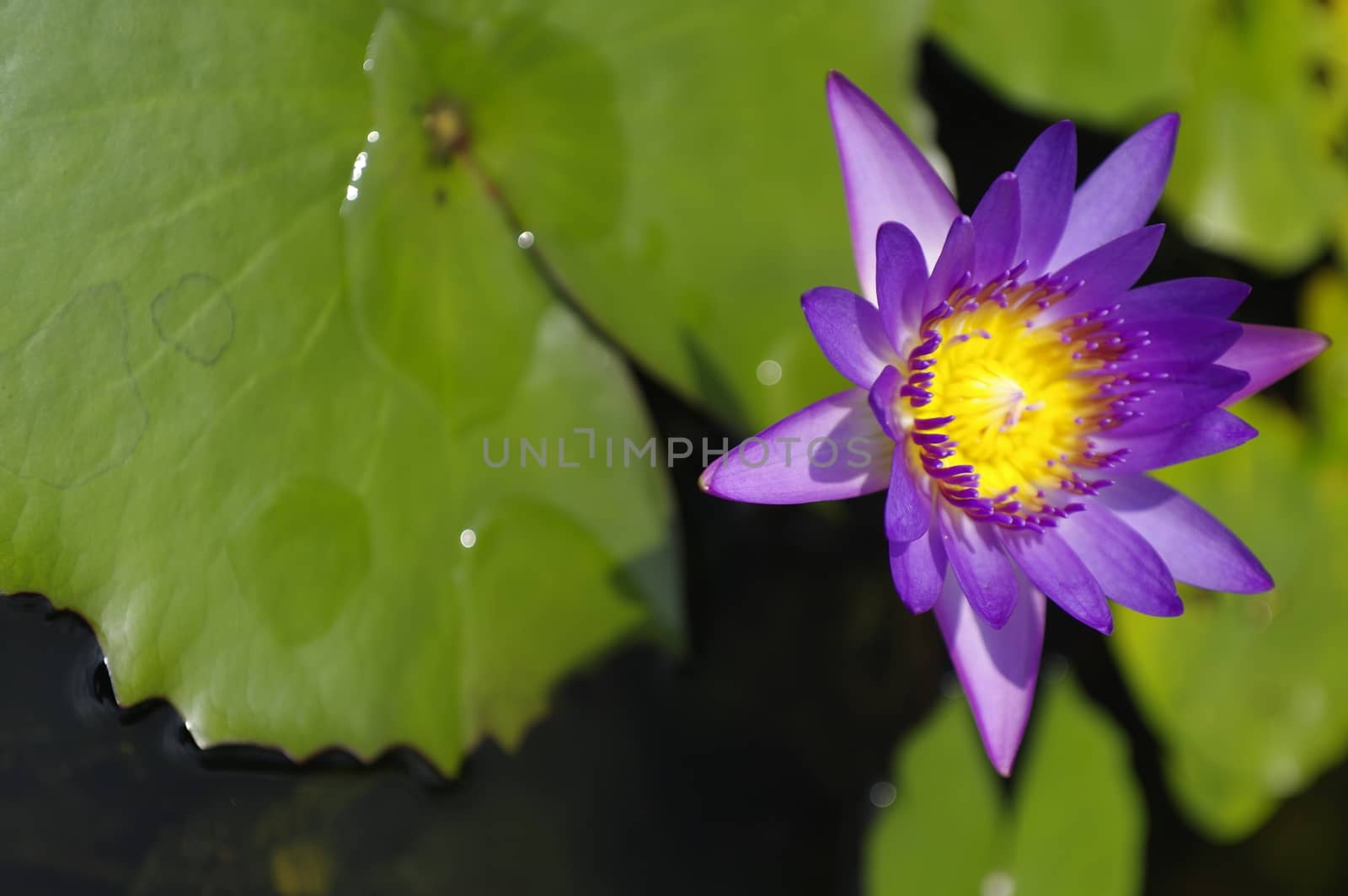violet Lily in the pond on a bright sunny day, violet lotus flower by evolutionnow