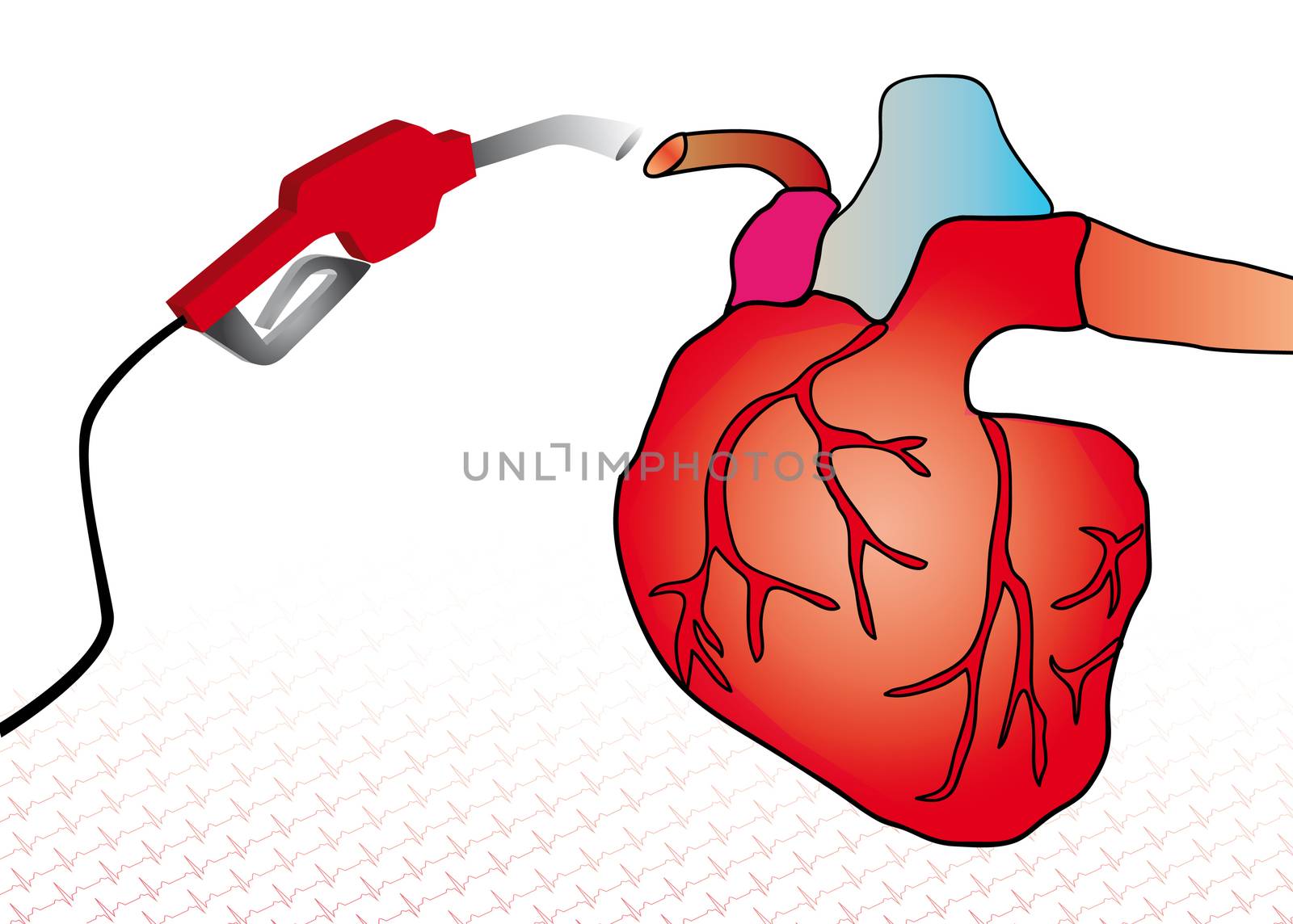 cardiac system by 26amandine