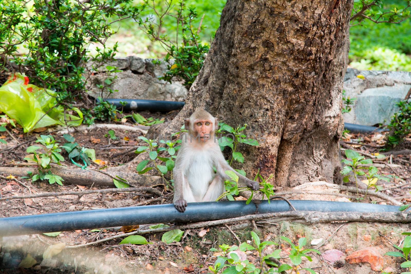 Play monkey sitting under the tree