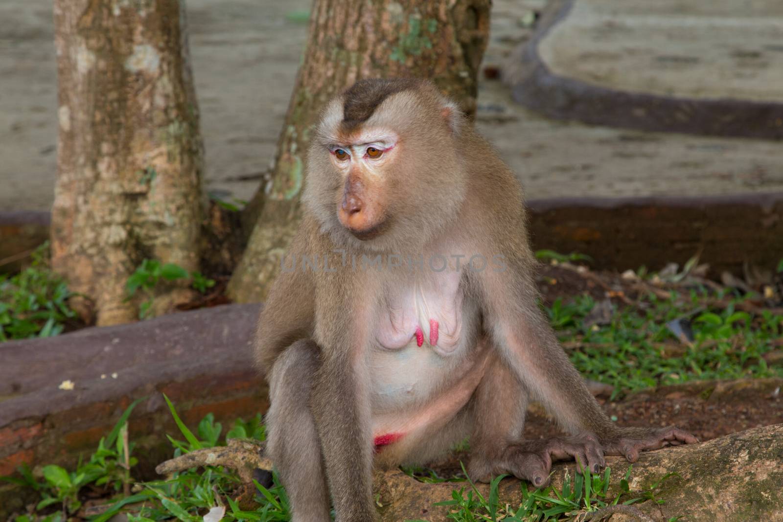 Play monkey sitting under the tree