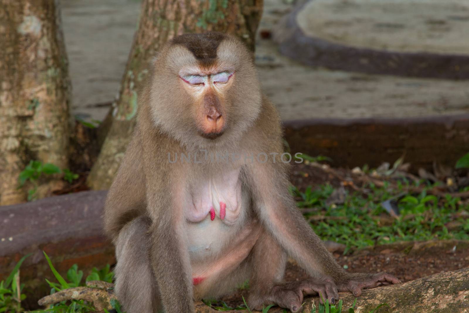 Play monkey sitting under the tree