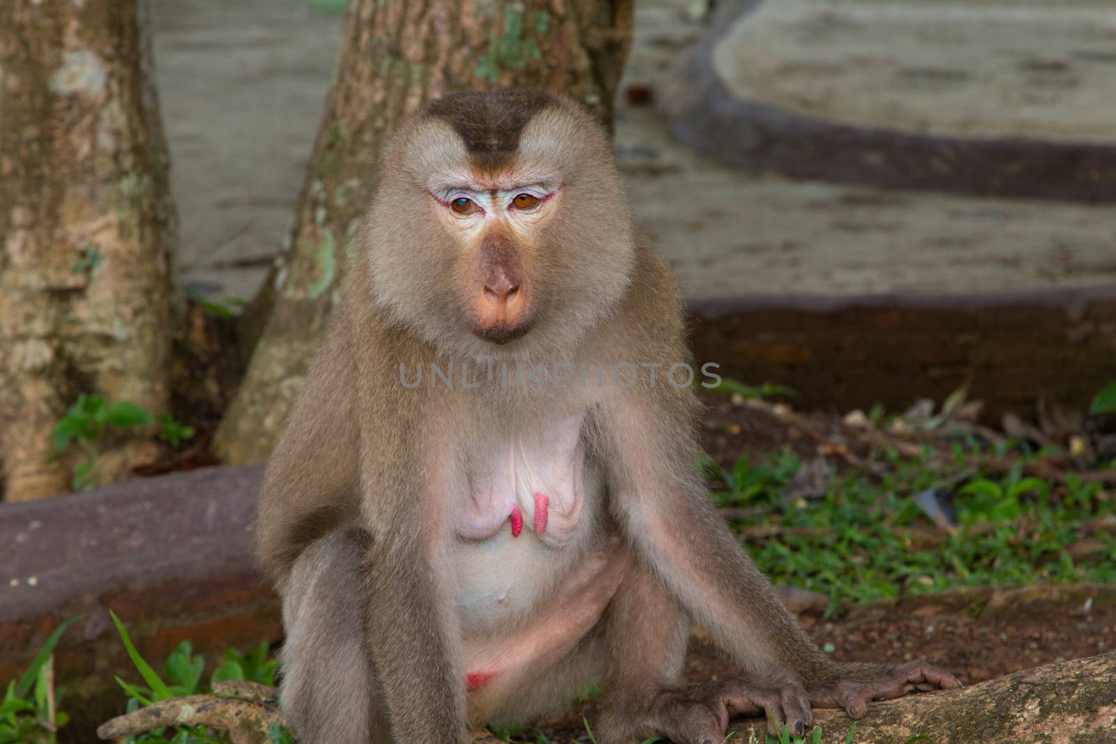 Play monkey sitting under the tree by N_u_T