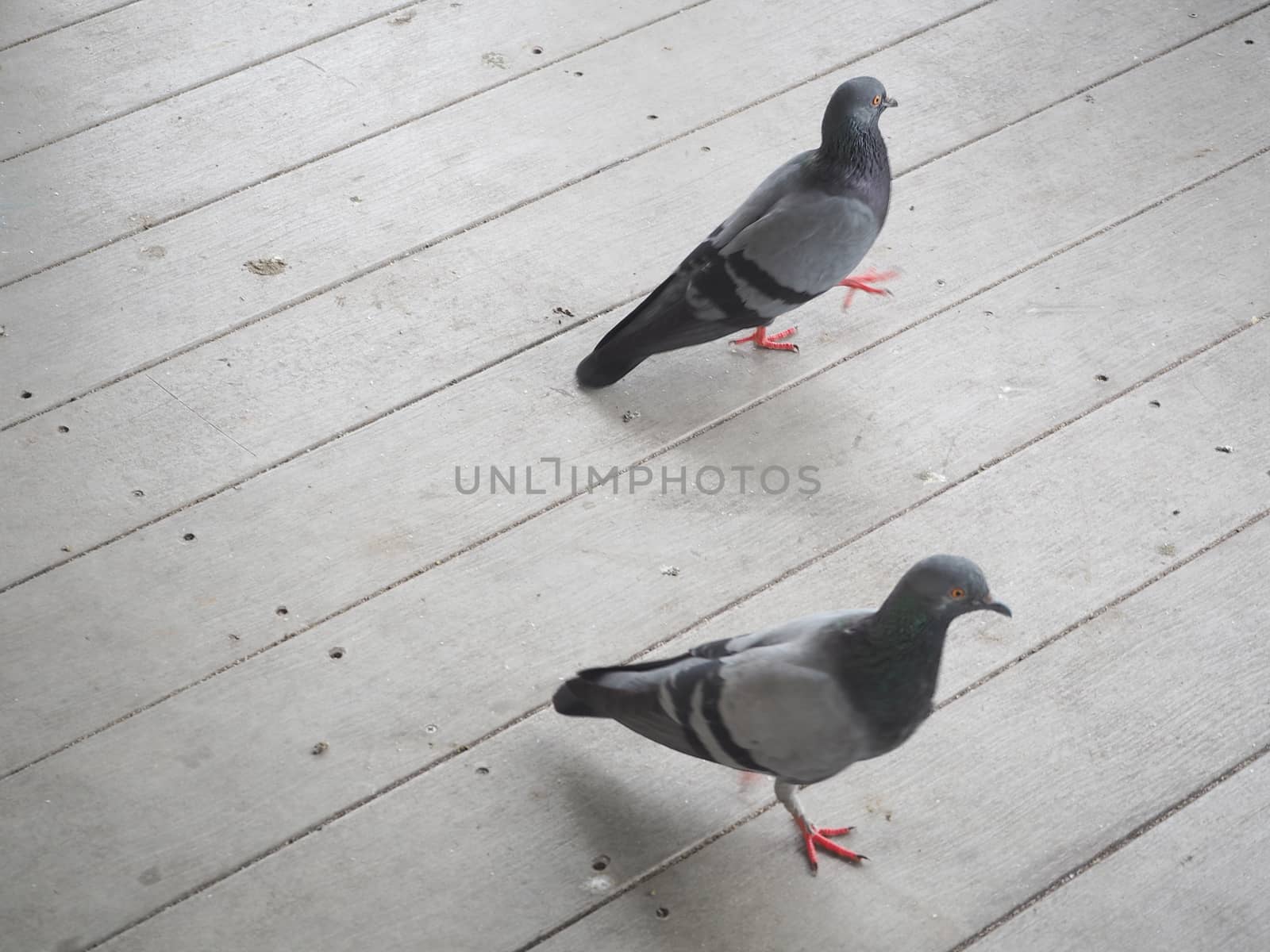 pigeon walk on wood floor. by sky_sirasitwattana