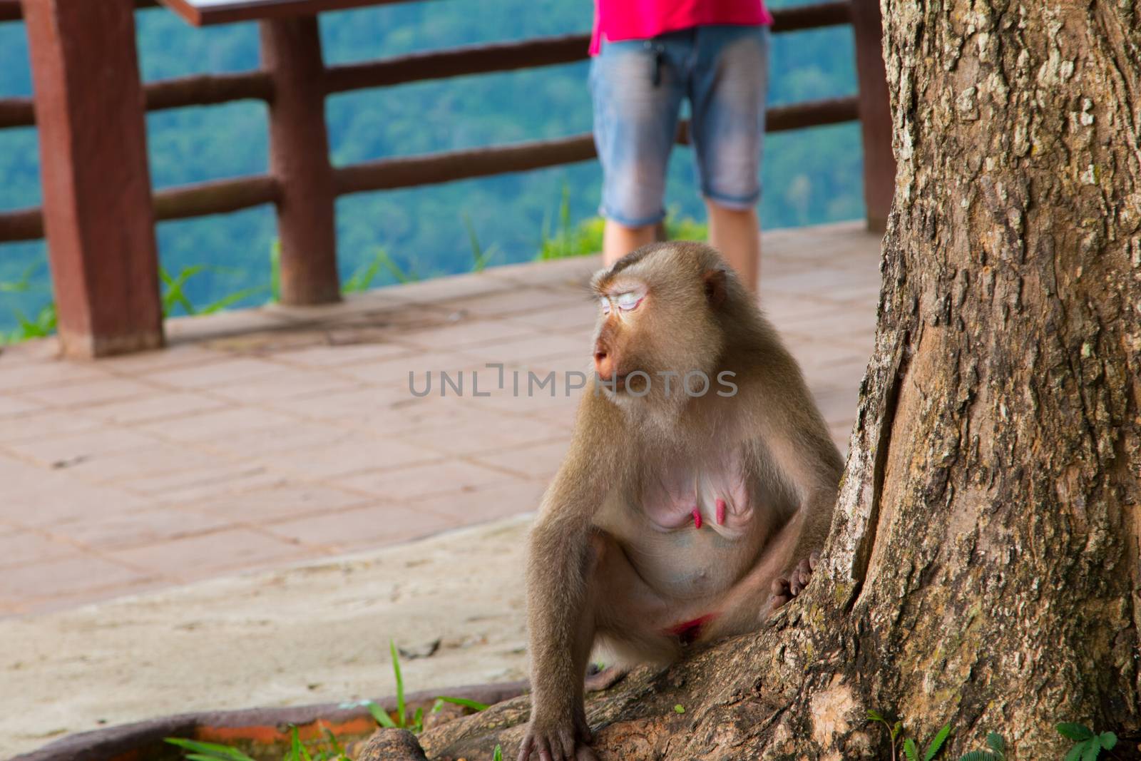 Play monkey sitting under the tree by N_u_T