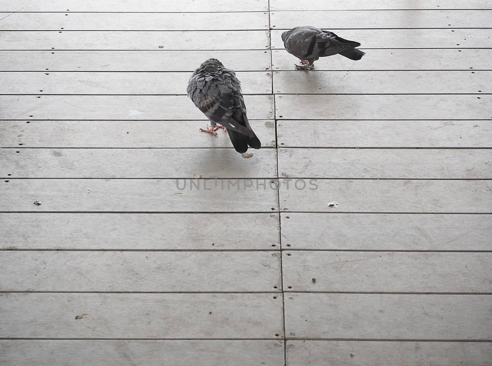 pigeon walk on wood floor. by sky_sirasitwattana