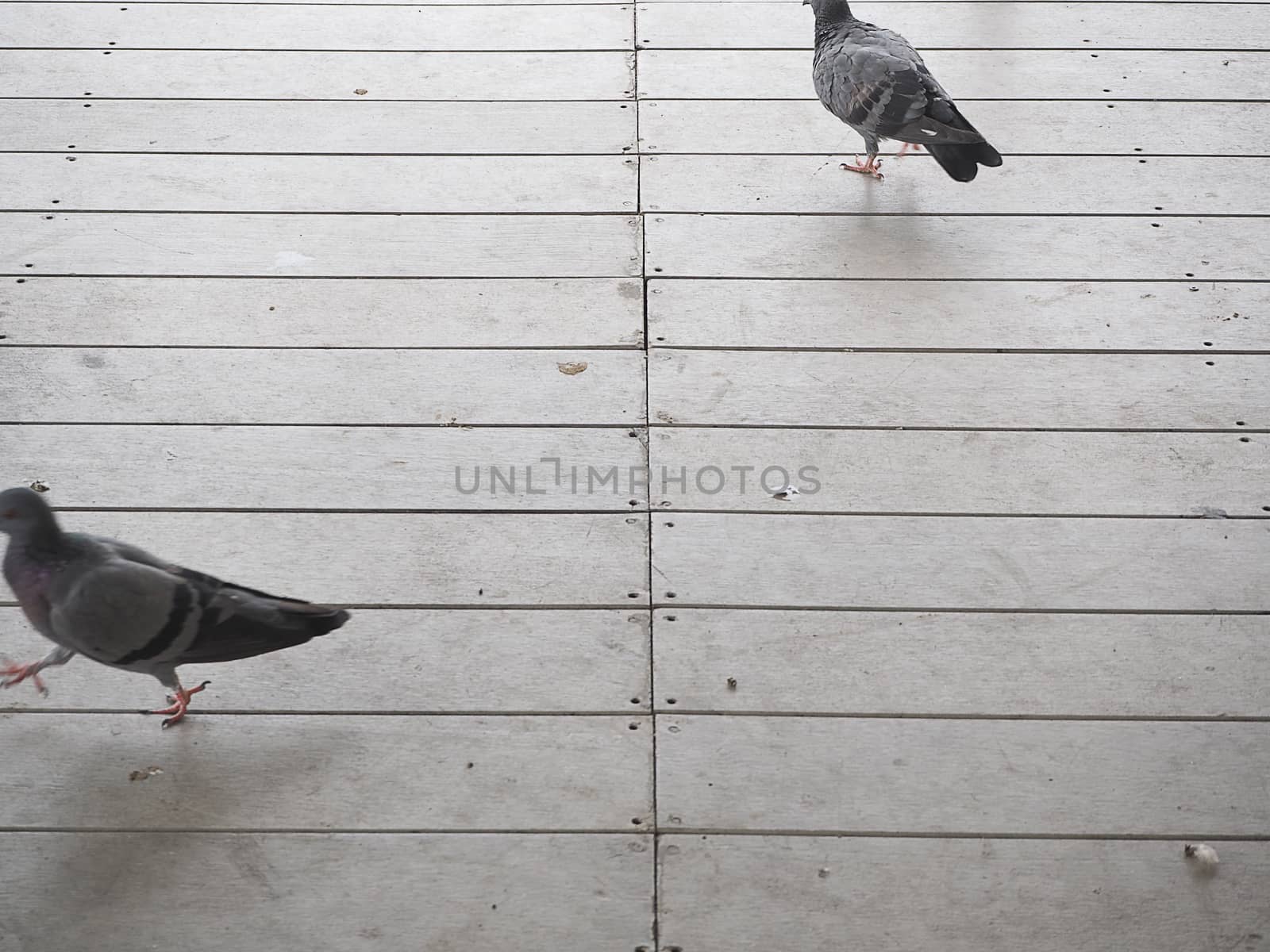 pigeon walk on wood floor. by sky_sirasitwattana