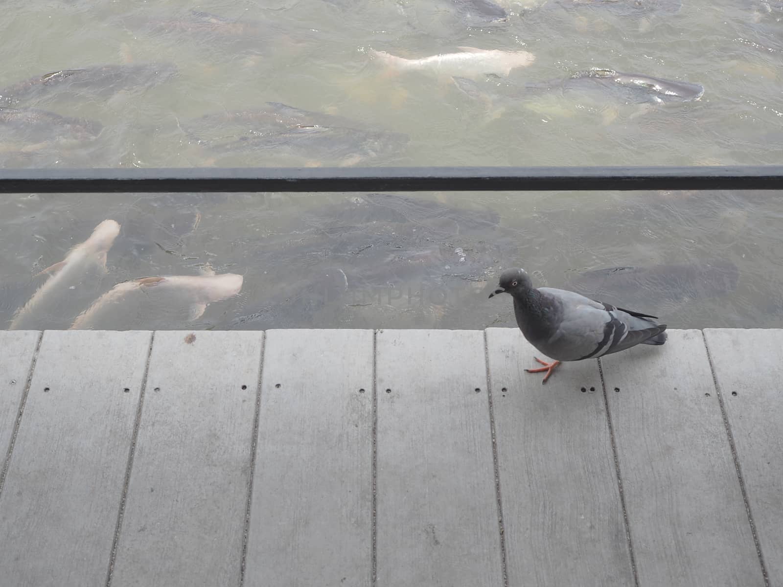 pigeon walk on wood floor. by sky_sirasitwattana