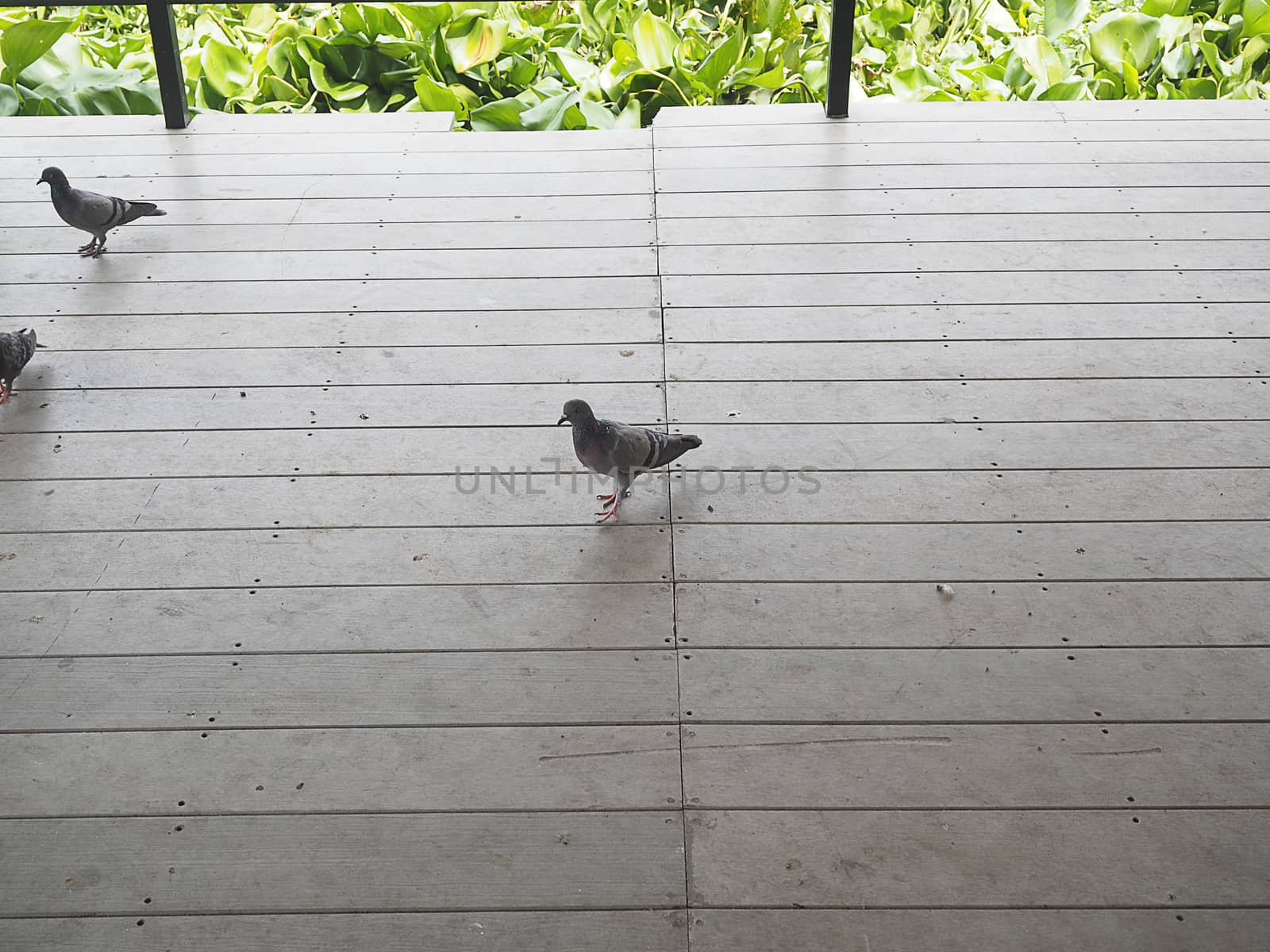 pigeon walk on wood floor. Two birds movement.