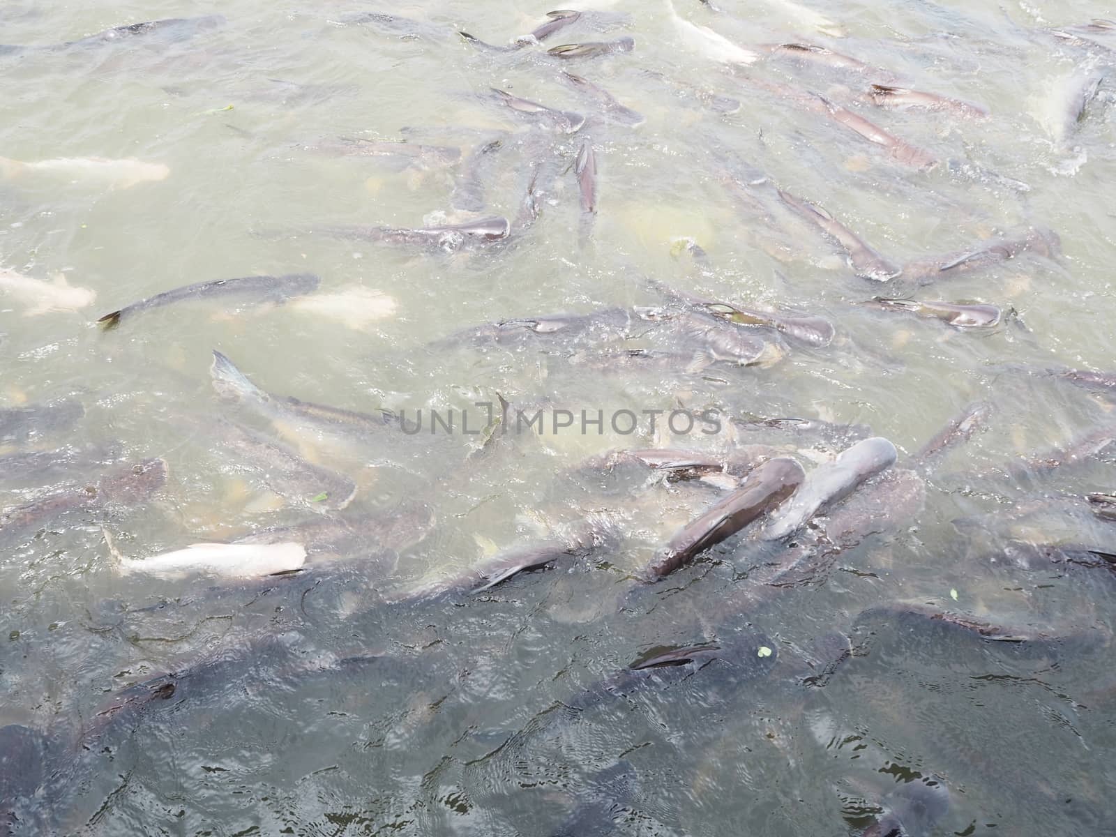 group fish eating food in dirty pond.