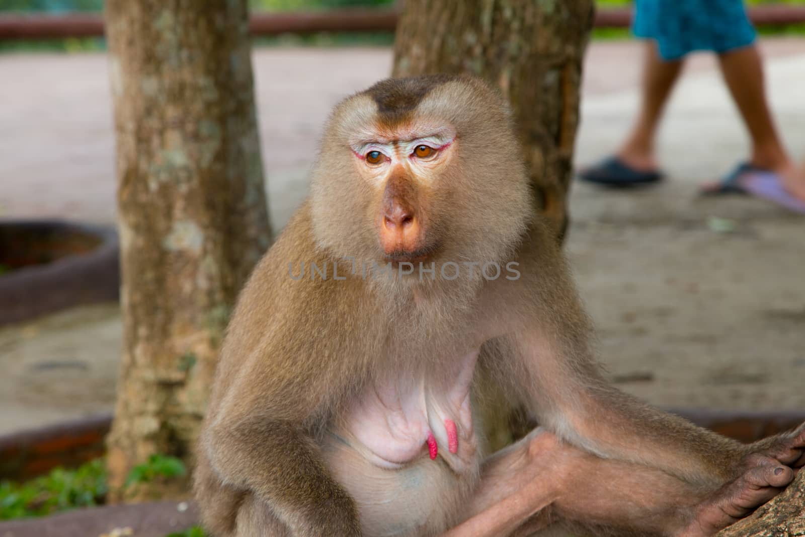 Play monkey sitting under the tree