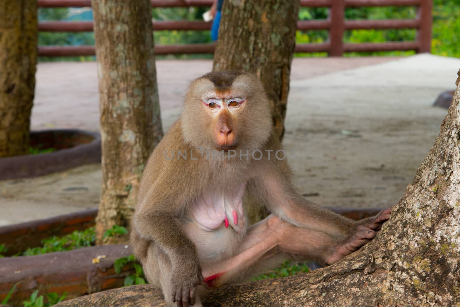 Play monkey sitting under the tree