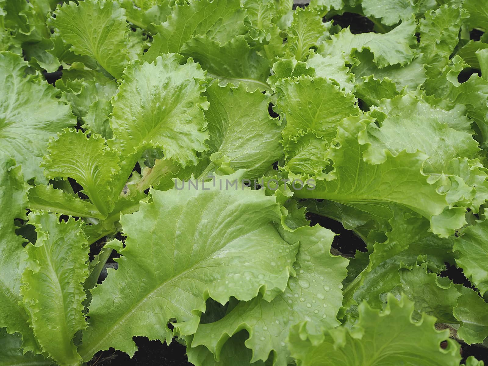 close up Salad and vegetable background. Agricultural industry.