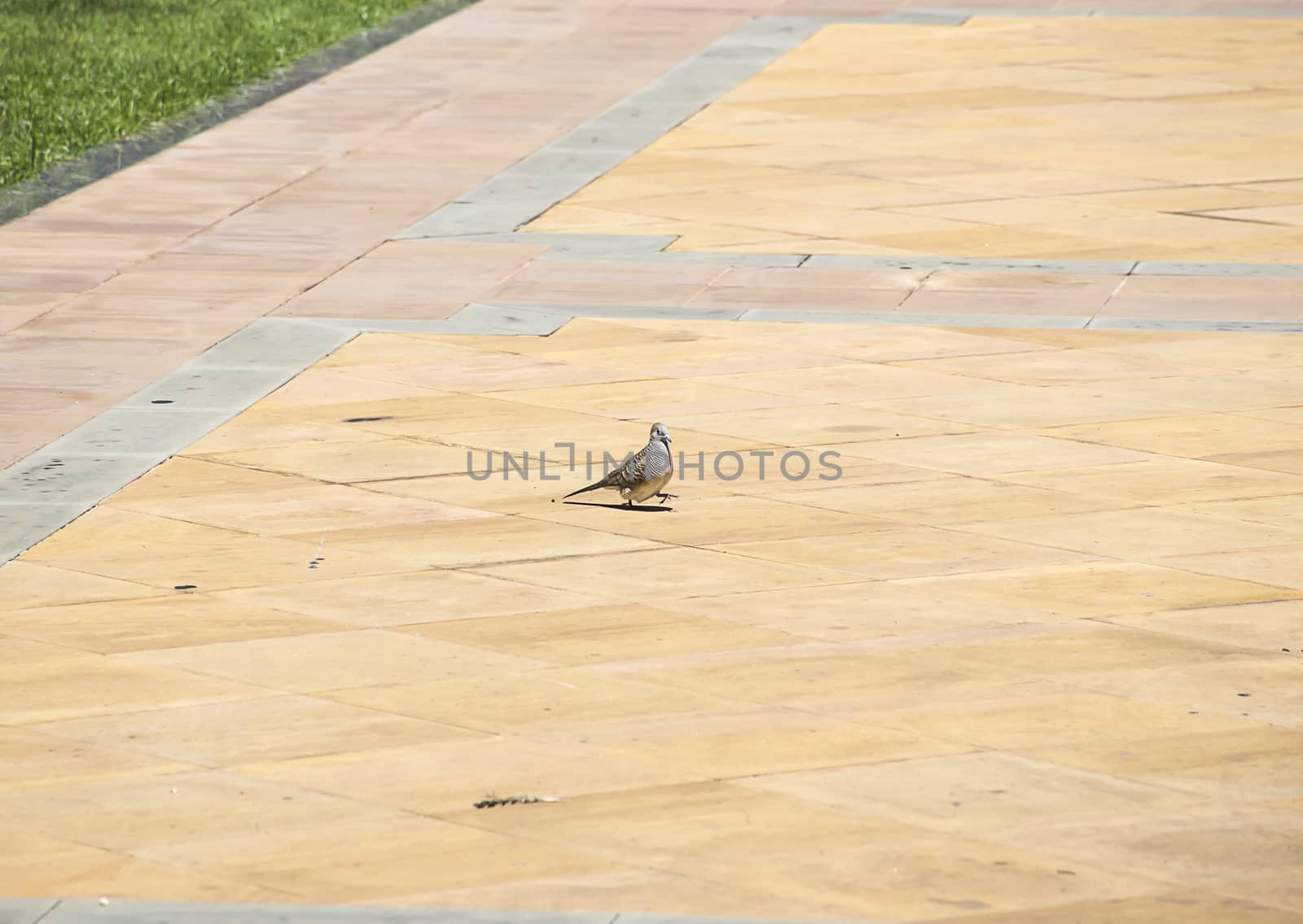 dove on tile floor in Thailand.