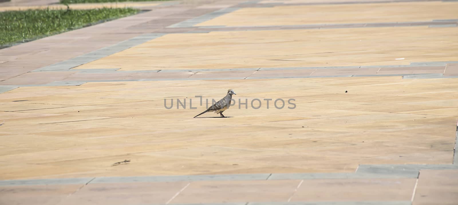 dove on tile floor in Thailand.