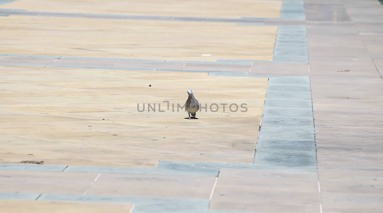 dove on tile floor in Thailand.