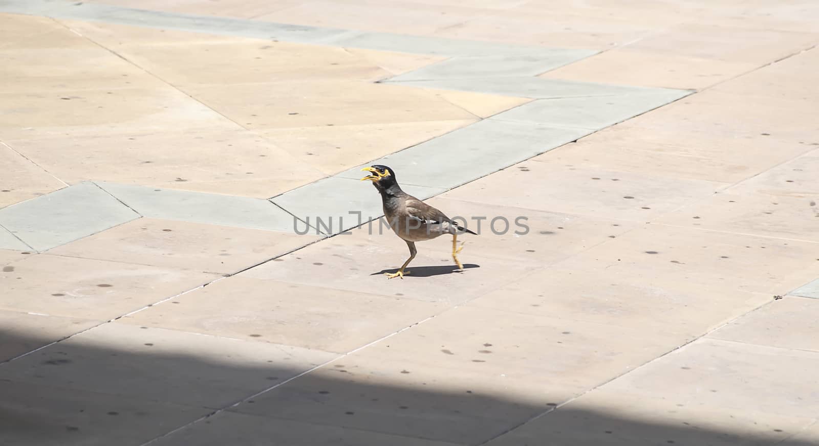 Magpie on tile floor in Thailand.