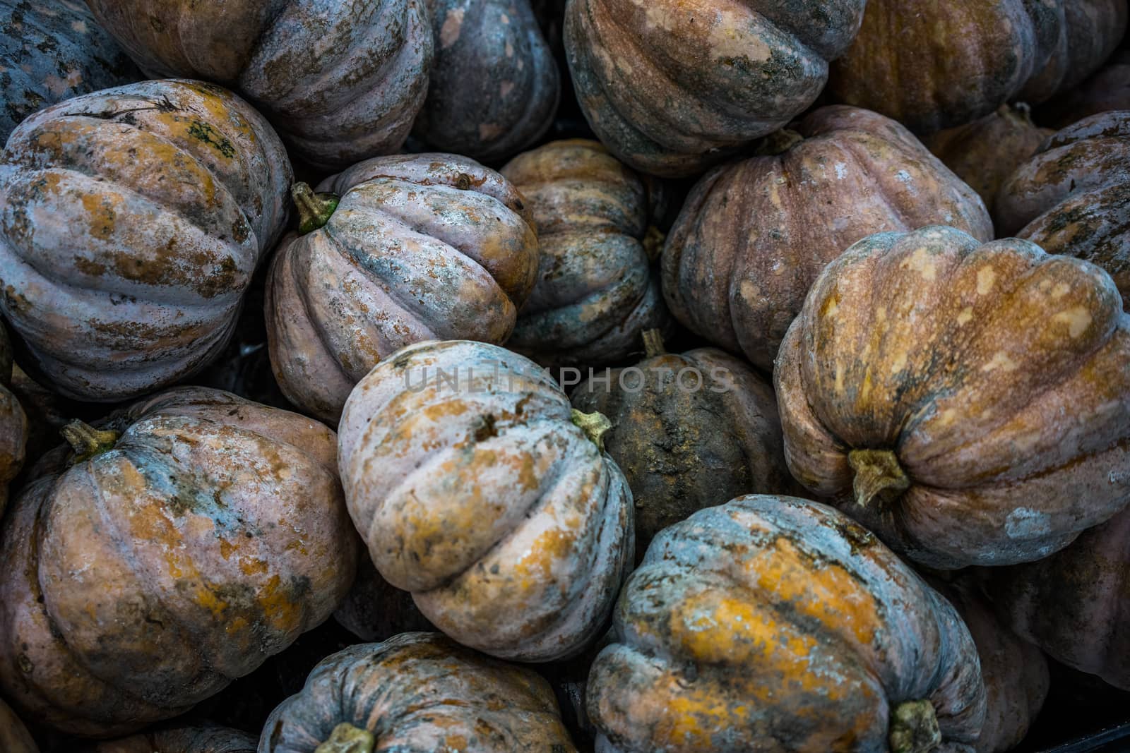 A shot of fresh pumpkins taken at a local market in Selangor Malaysia.