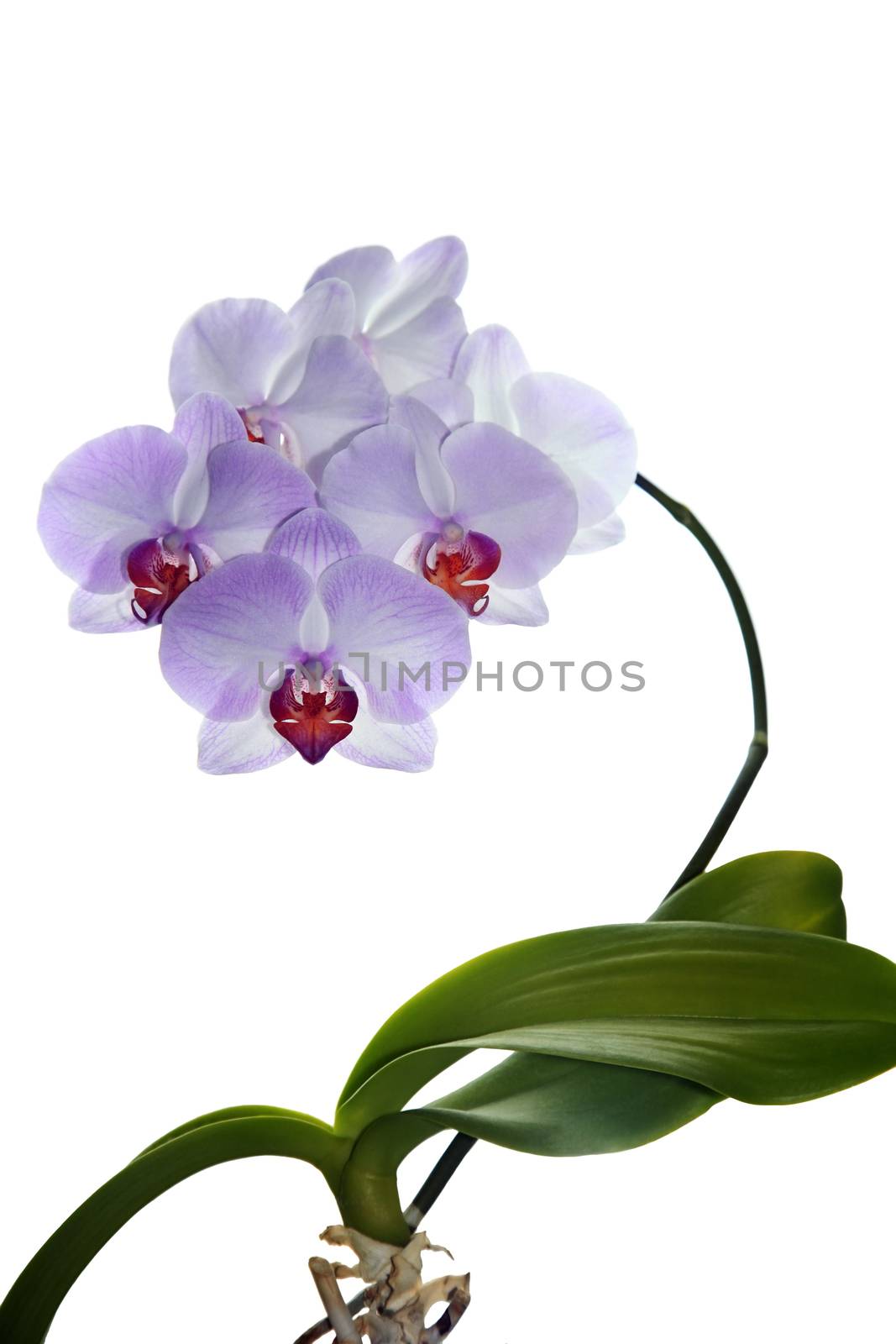 Beautiful purple orchid flower isolated on white