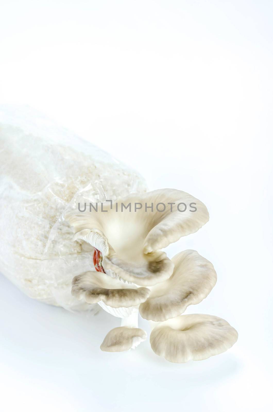 Oyster mushrooms on the plastic bag with mycelium and substrate , selective focus