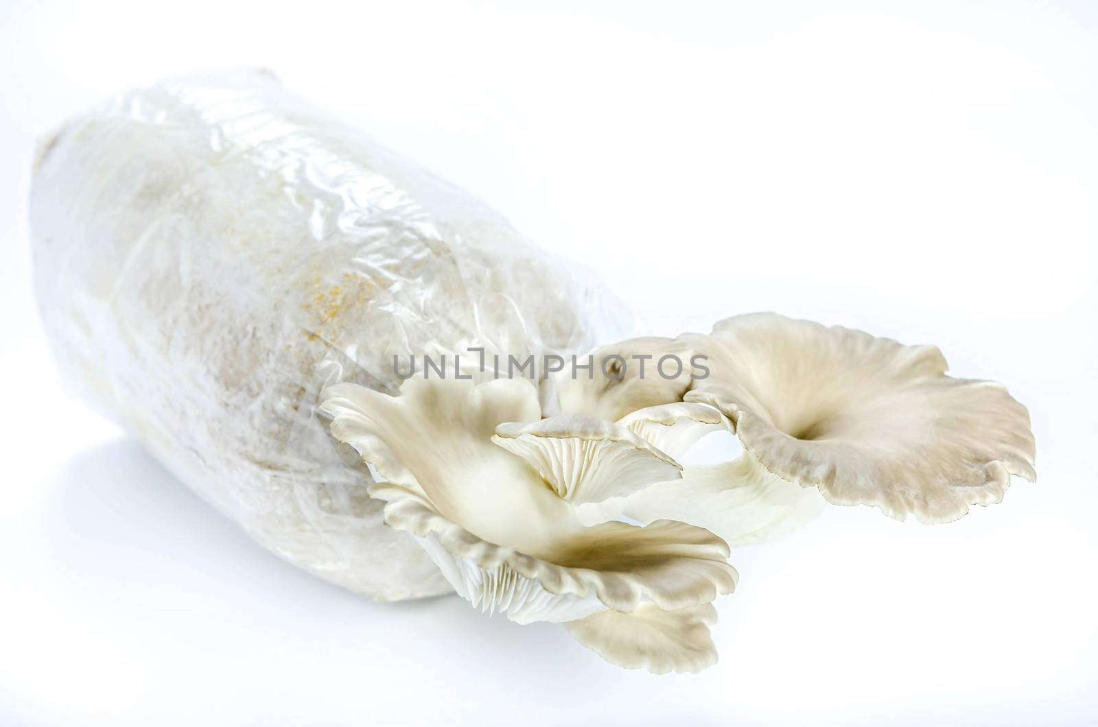 Oyster mushrooms on the plastic bag with mycelium and substrate , selective focus