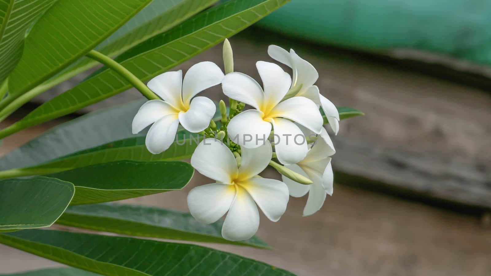 White and yellow Plumeria ( frangipani flowers ) in garden