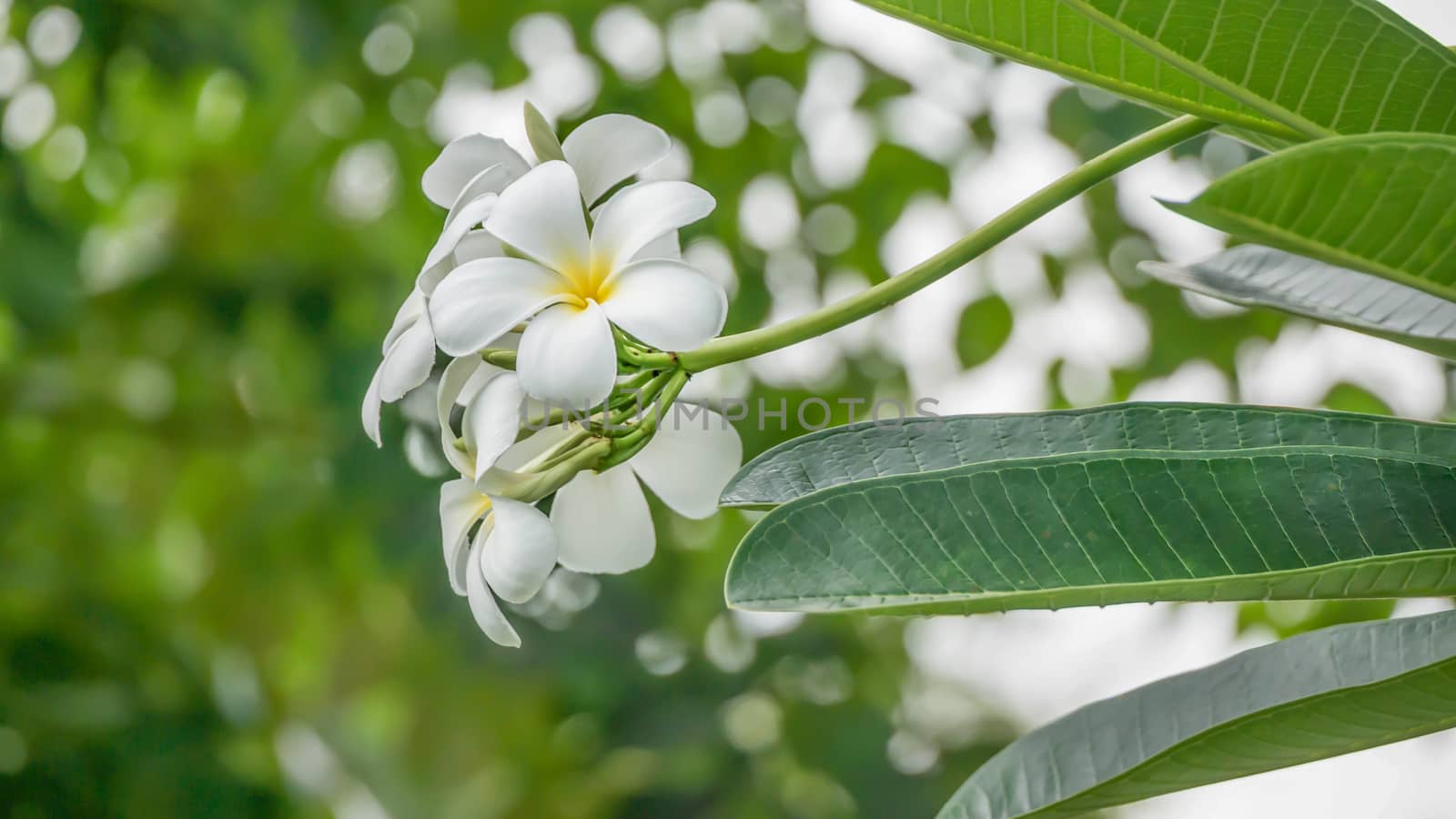 White and yellow Plumeria ( frangipani flowers ) in garden