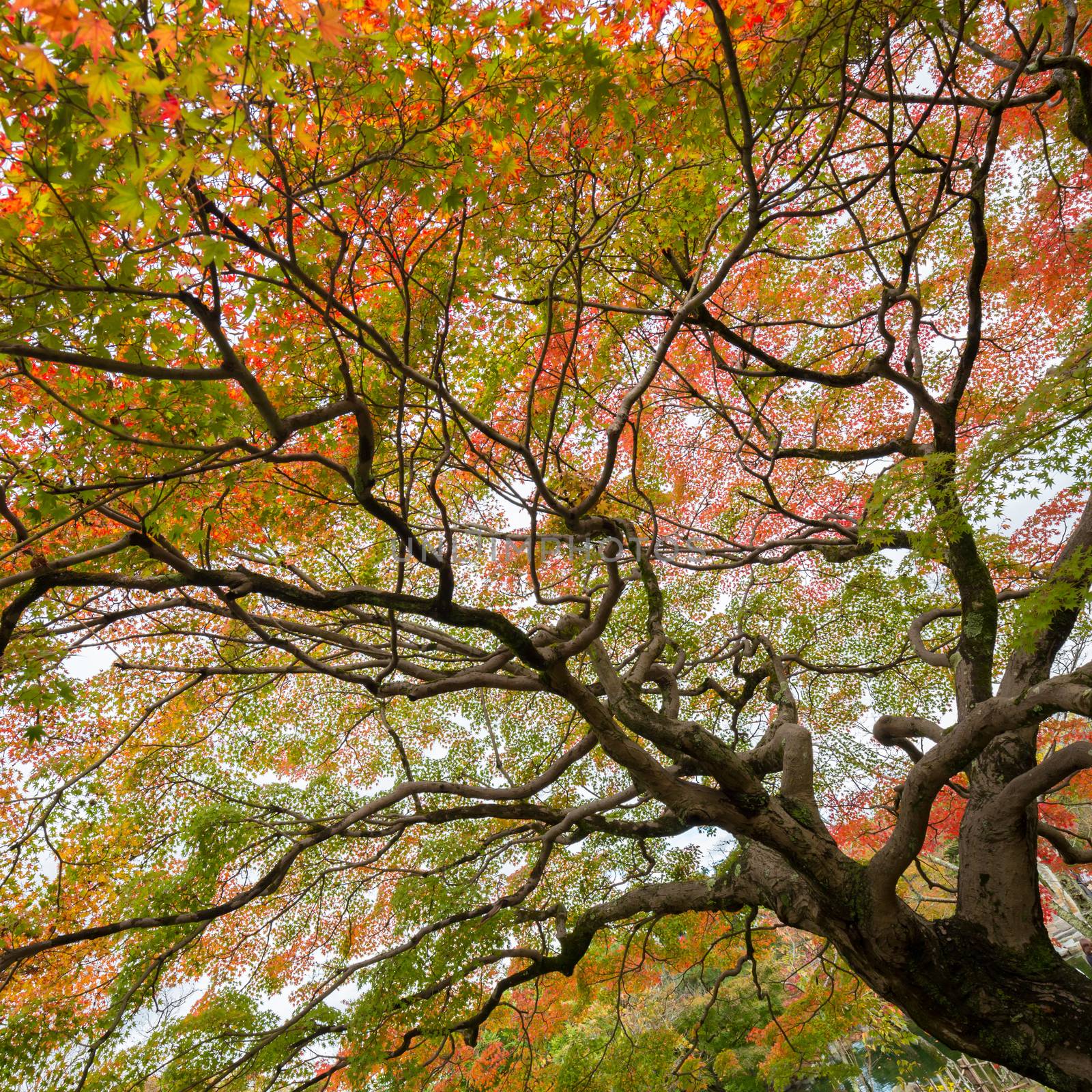 Colorful treetops in autumn.