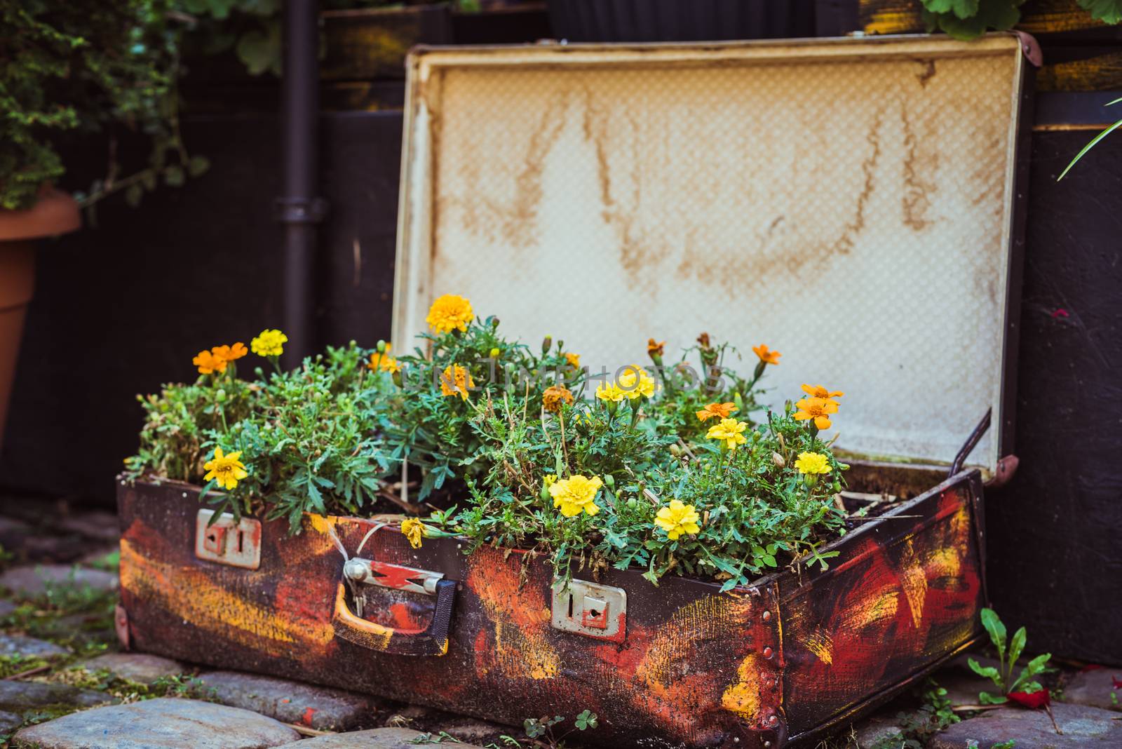 Open old suitcase on the pavement with flowers that grow inside
