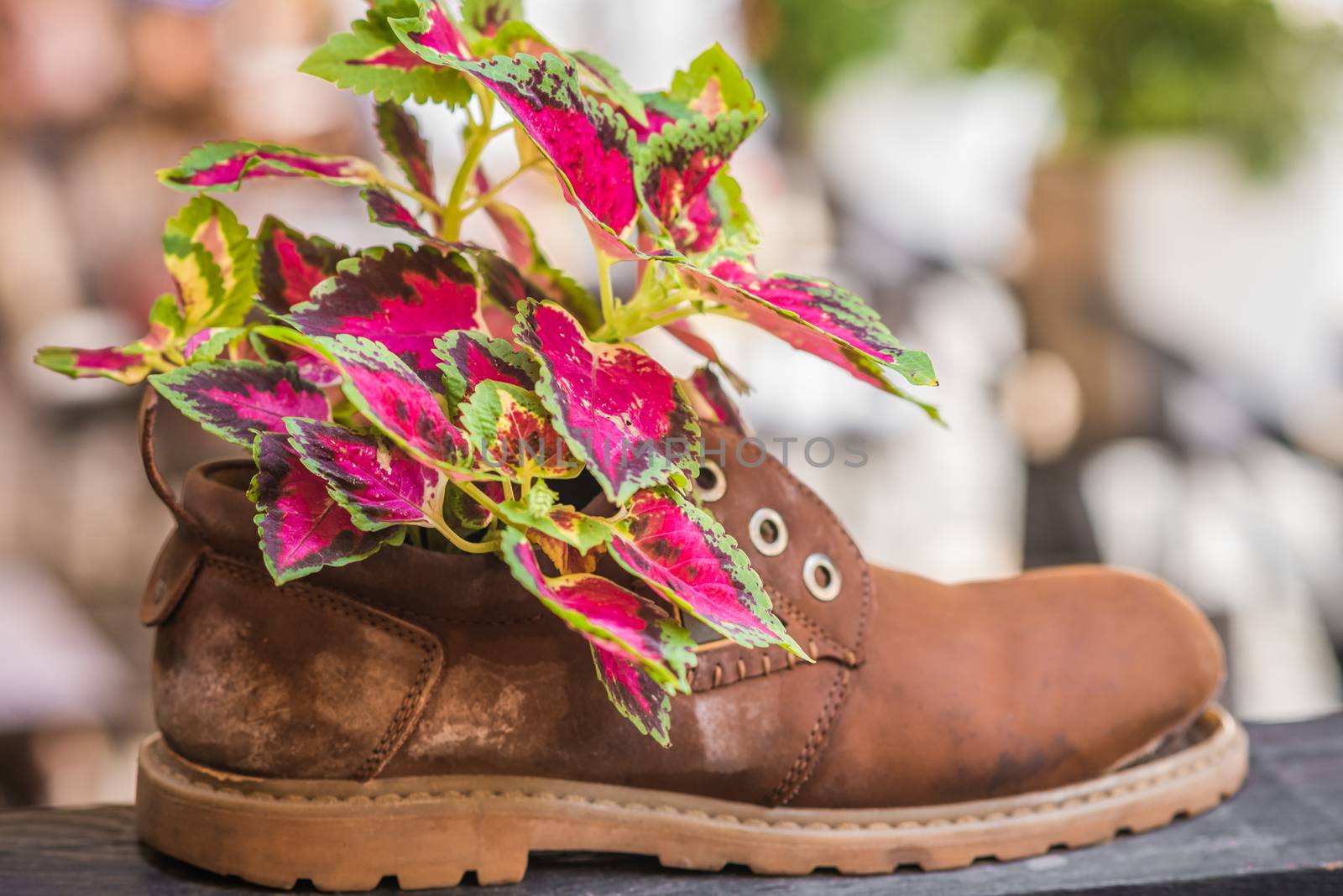 Fresh colorful plants growing in an old tattered brown shoe