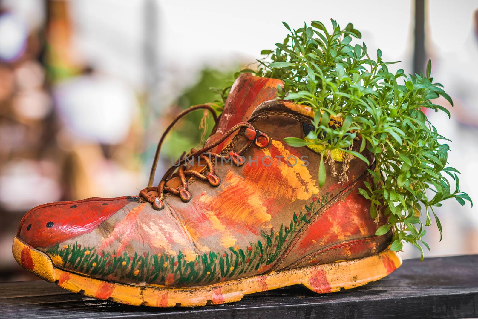 Plants growing in painted shoe by okskukuruza