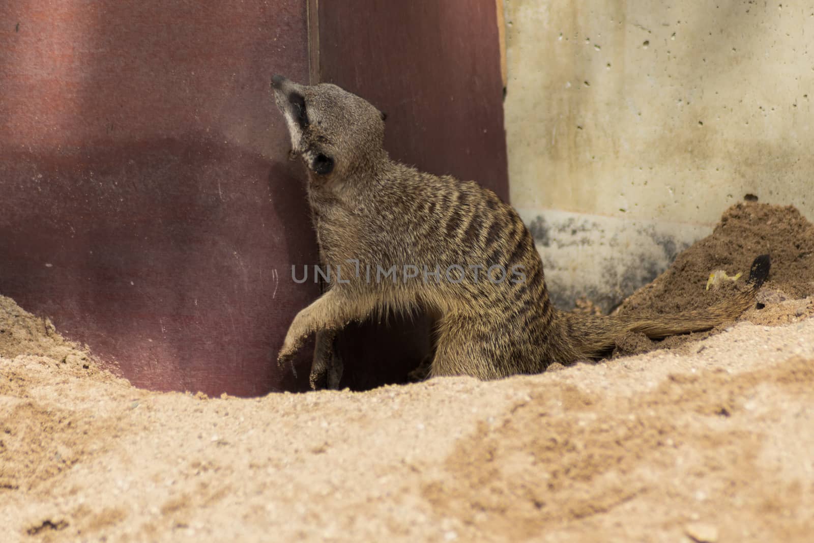 Meerkats on Sand