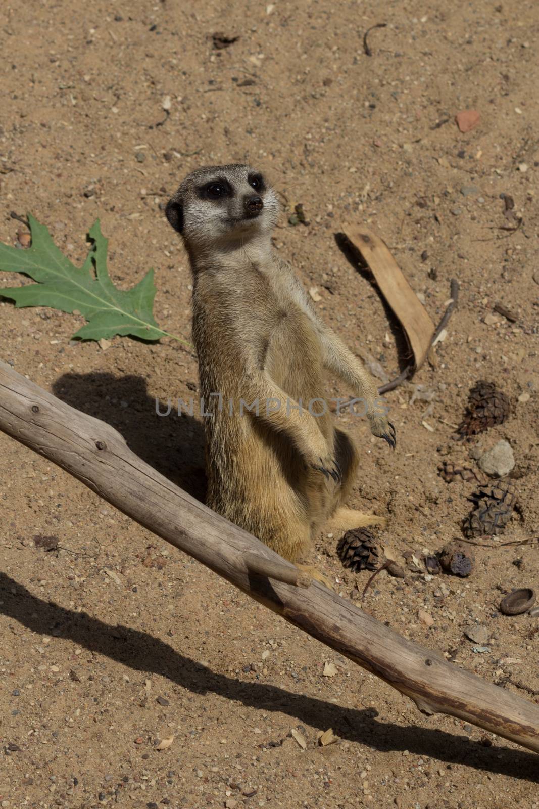 Meerkats on Sand