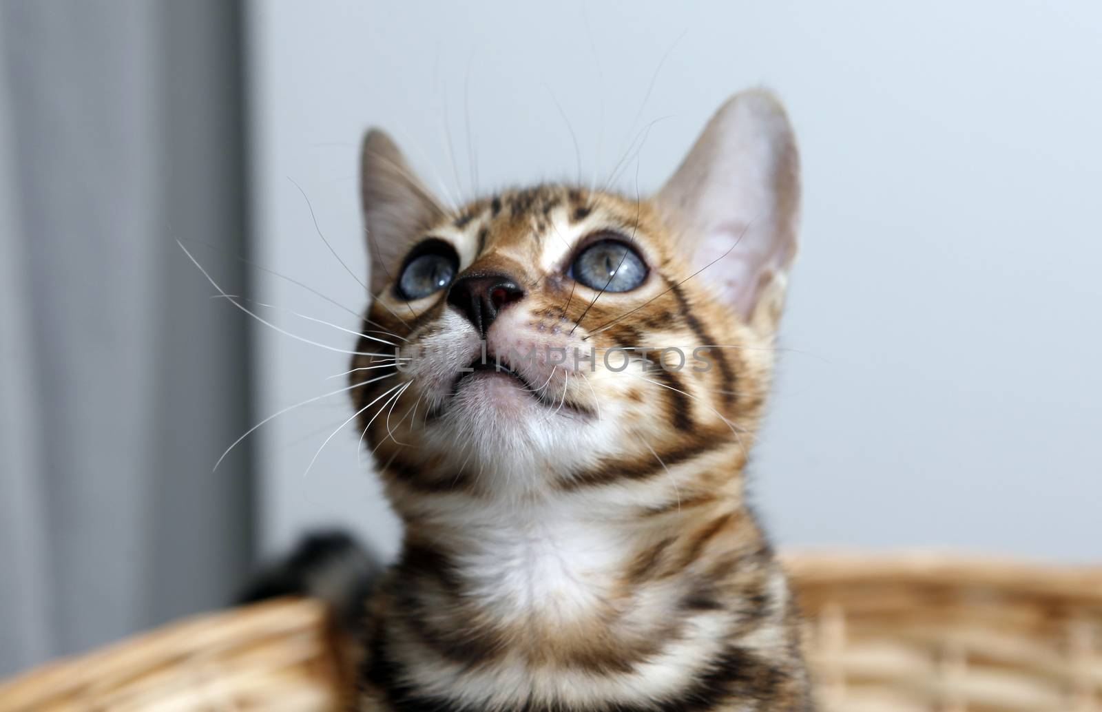 Small bengal kitten in a basket