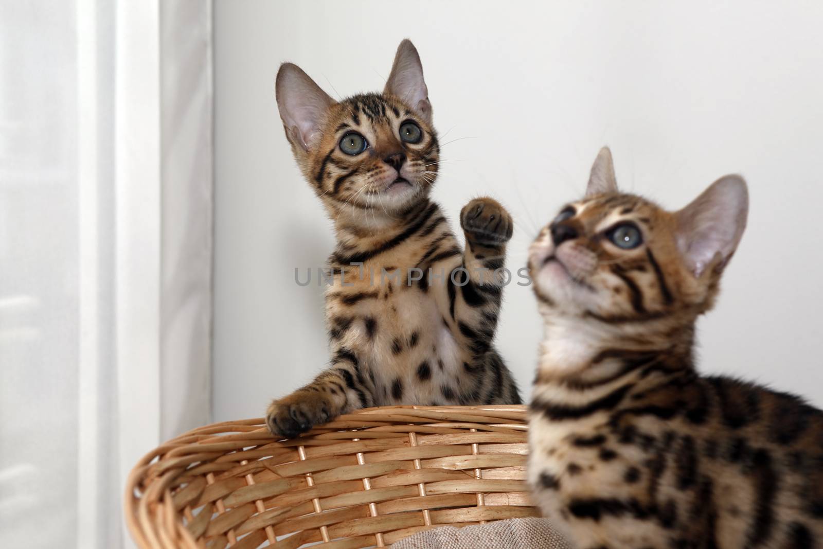 Small bengal kitten in a basket