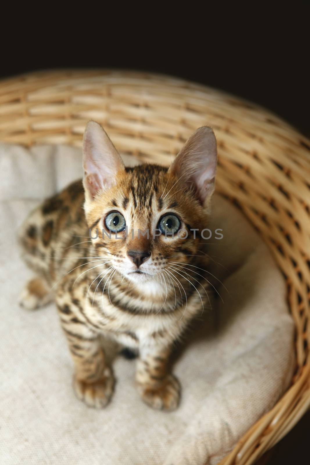 Small bengal kitten in a basket