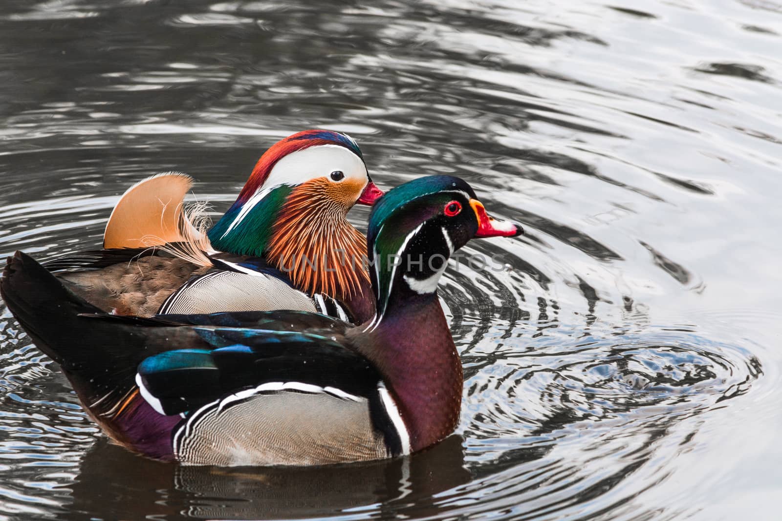 Closeup Mandarin duck (Aix galericulata) swimming in a pond.