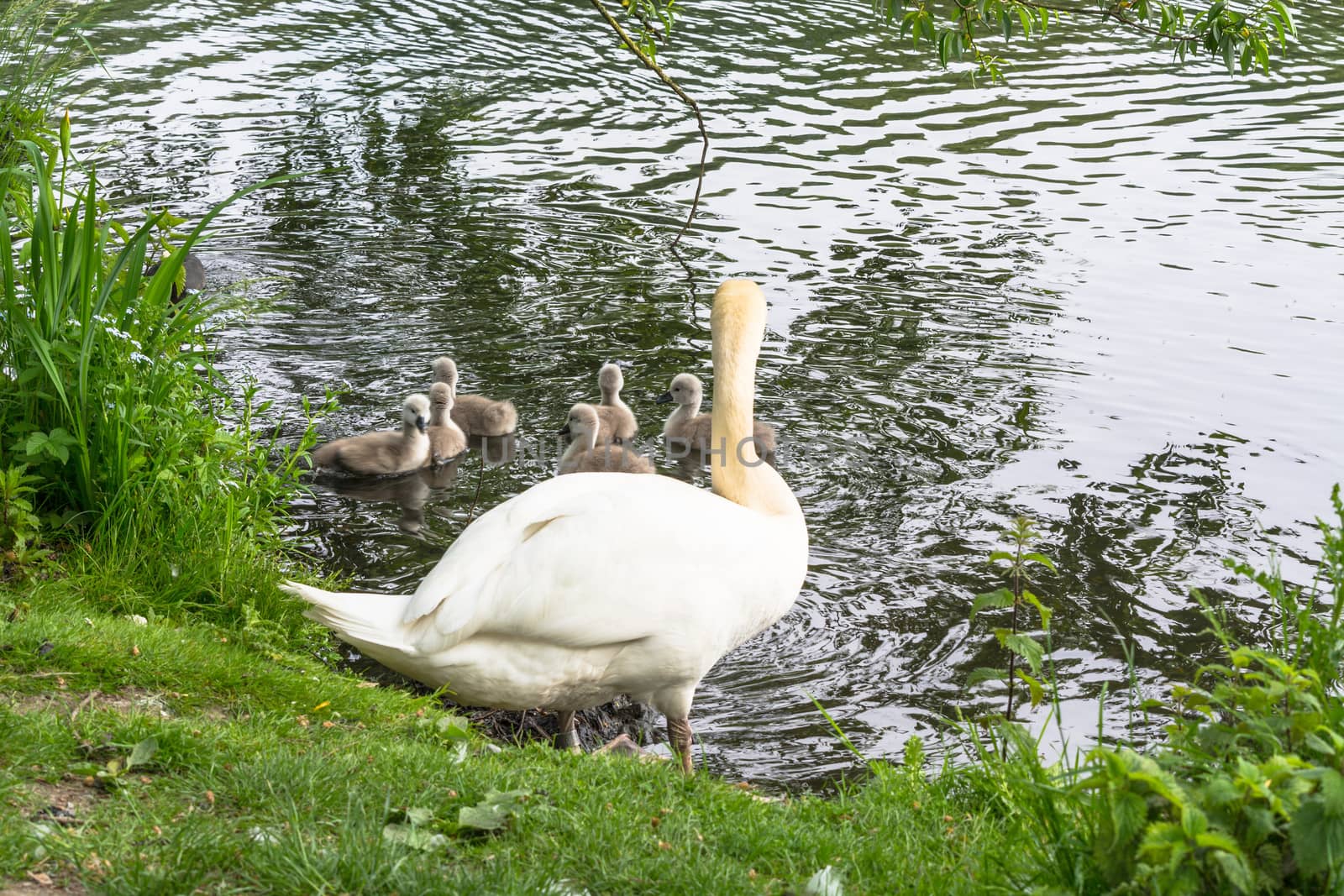 White swan with Cygnets swimming on a pond.